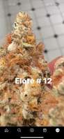 Picture from Lightseekerseeds (Elote)