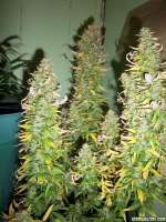 Lowlife Seeds Automatic AK47 x New York City Diesel - photo made by 420GT