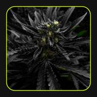 Lupos CannaSeed Jet Black Crawnic - photo made by Luposcannaseed