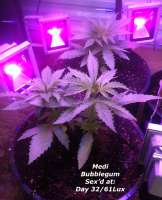 Picture from MadCat (Medi Bubblegum)