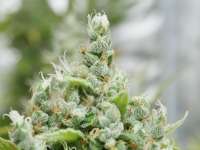 MassMedicalStrains Deadly Sativa - photo made by pupilfam