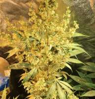 Picture from pupilfam (Prayer Tower Sativa F2)
