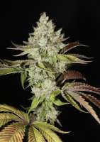 MassMedicalStrains Triangle Kush Bx1 - photo made by pupilfam