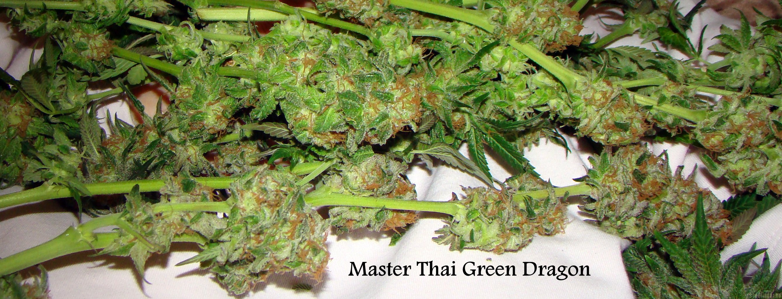 Master Thai Master Thai's Green Dragon
