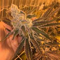 Matanuska Thunder Seeds Berry Breath - photo made by Sotms