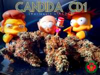 Medical Marijuana Genetics Candida - photo made by Justin108