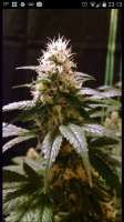 Medicann Seeds Blue Blood - photo made by Jimbean