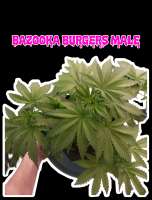 Meows Trap Seeds Bazooka Burgers - photo made by 420meowmeowmeow