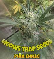Meows Trap Seeds Piña Chicle - photo made by 420meowmeowmeow