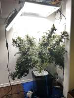 Picture from pdxgrow (Big Bud)