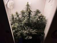 Picture from pdxgrow (Big Bud)