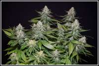 Moscaseeds Cinderella 99 BX-1 - photo made by admin