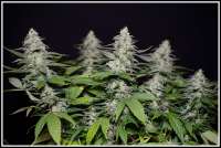 Moscaseeds Cinderella 99 BX-1 - photo made by admin