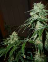 Picture from batmanskunk (Agent Orange)