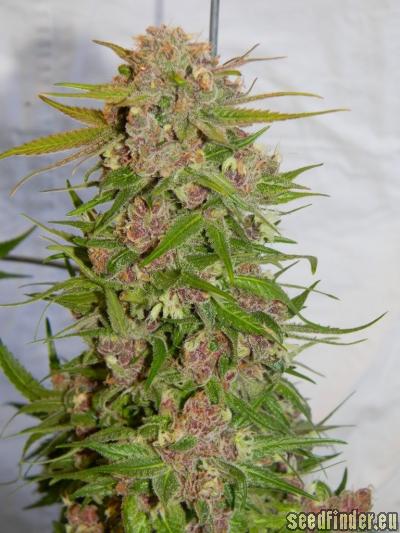 Plush Berry (MzJill Genetics) :: Cannabis Strain Info
