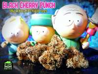 New420Guy Seeds Black Cherry Punch - photo made by Justin108
