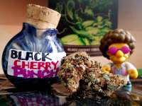 New420Guy Seeds Black Cherry Punch - photo made by Justin108