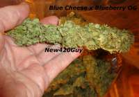 New420Guy Seeds Blue Tahoe Cheese - photo made by New420Guy