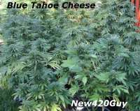 Picture from New420Guy (Blue Tahoe Cheese)