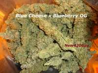 New420Guy Seeds Blue Tahoe Cheese - photo made by New420Guy
