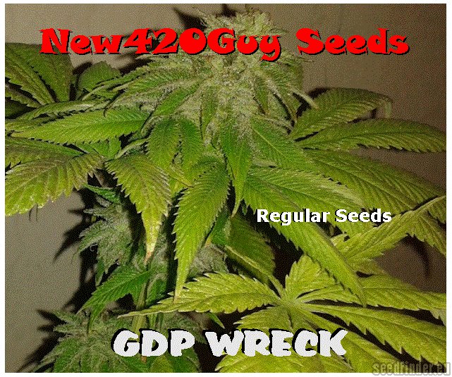 GDP Wreck (New420Guy Seeds) :: Cannabis Strain Gallery