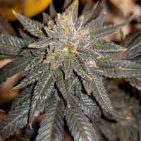 New420Guy Seeds Granddaddy Purple - photo made by new420guy