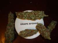 New420Guy Seeds Grape Afghan Kush - photo made by New420Guy