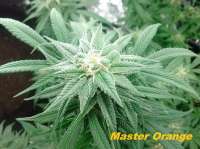 New420Guy Seeds Master Orange - photo made by Madcat