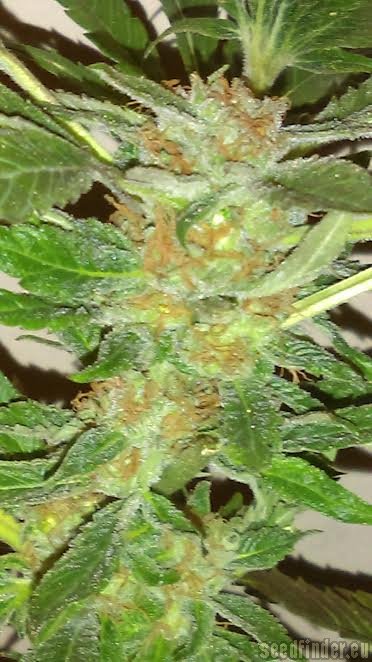 New420Guy Seeds Midnight Cheese