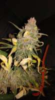 Picture from New420Guy (PaulS Blackberry Fire)