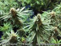 New420Guy Seeds Shock Trauma - photo made by new420guy