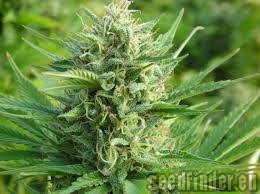 New420Guy Seeds Skywalker Kush