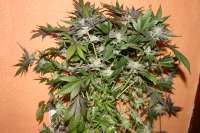 Picture from NilssonSeeds (Furia)