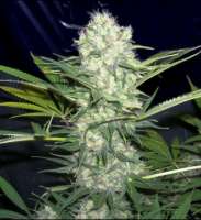 Picture from SativaFred (Aurora Indica)