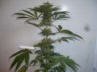Picture from merlin (Aurora Indica)