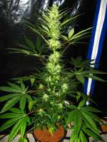 Picture from buzzy (Aurora Indica)