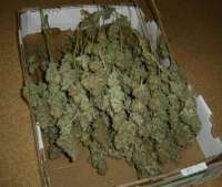 Picture from MrQnQ (Big Bud)