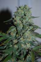 Santa Maria (No Mercy Supply) :: Cannabis Strain Info