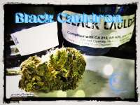 Ocean Grown Seeds Black Cauldron - photo made by Justin108