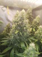 Picture from greenlyfe (Bruce Banner Nr3 Fast)