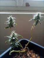 Paisa Grow Seeds Original Tangie - photo made by marijuana