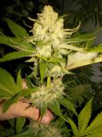 Picture from WhiteyB (Atomical Haze)