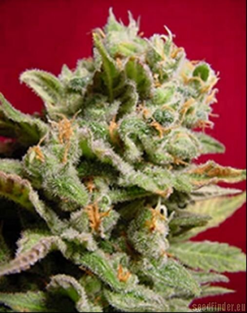 Paradise Seeds Dutch Dragon