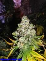 Picture from HighSeed [Magic Bud]