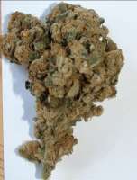 Picture from SativaFred (Magic Bud)