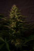 Paradise Seeds White Berry - photo made by TeutoGrow