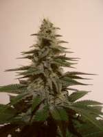 Picture from dieselryder82 (White Berry)