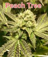 Perfect Tree Peach Tree - photo made by SKMunKiE