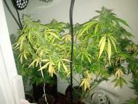 Picture from Scoob (Piensa En Moby Dick Auto)