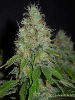 Picture from cultivator420 (Grapefruit Diesel)